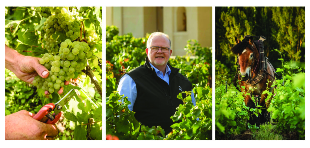 La « Viticulture durable en Champagne » par Denis Blée, Directeur Vignoble et Vins de Billecart-Salmon